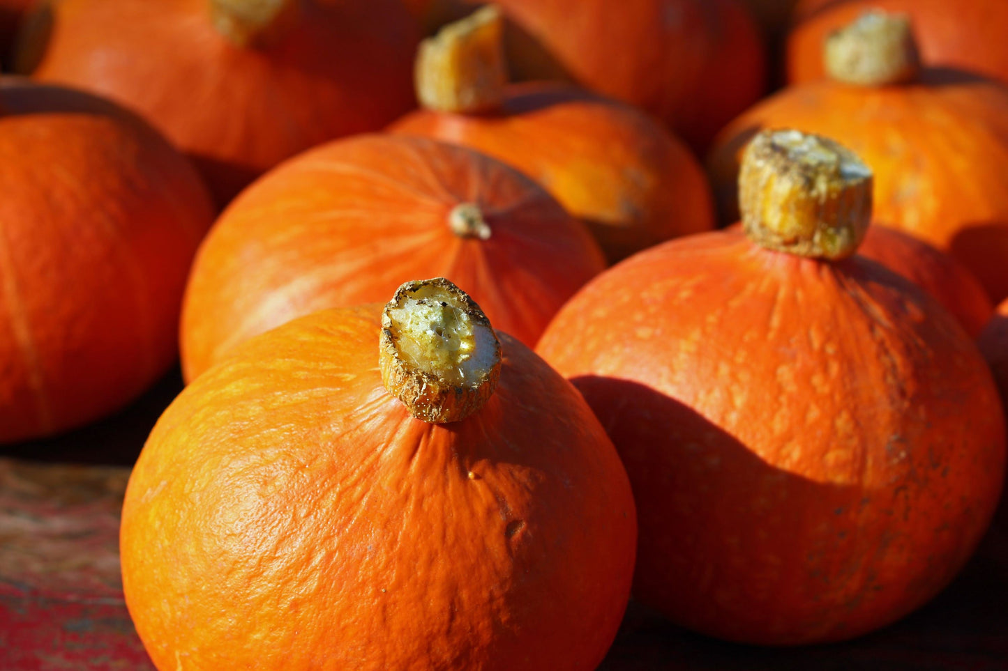 Red Kuri Squash