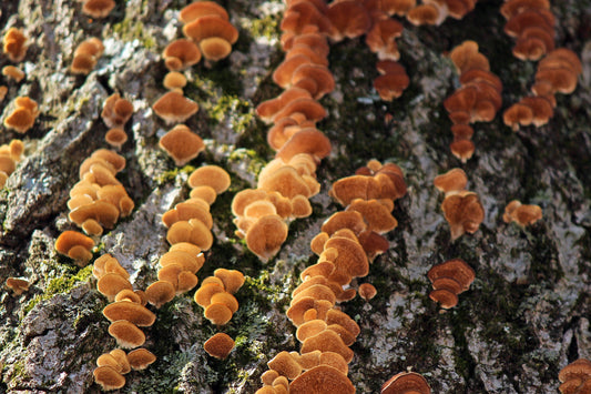 Orange bracket fungus trunk