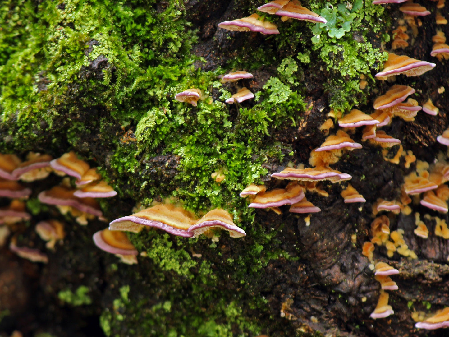 Bracket fungus and moss