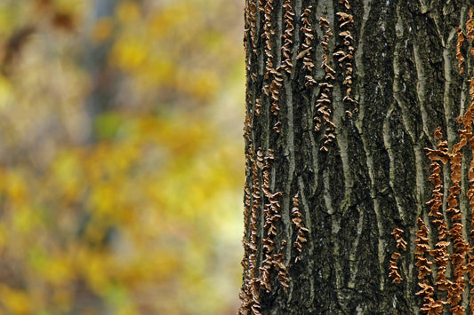 Bracket fungus trunk