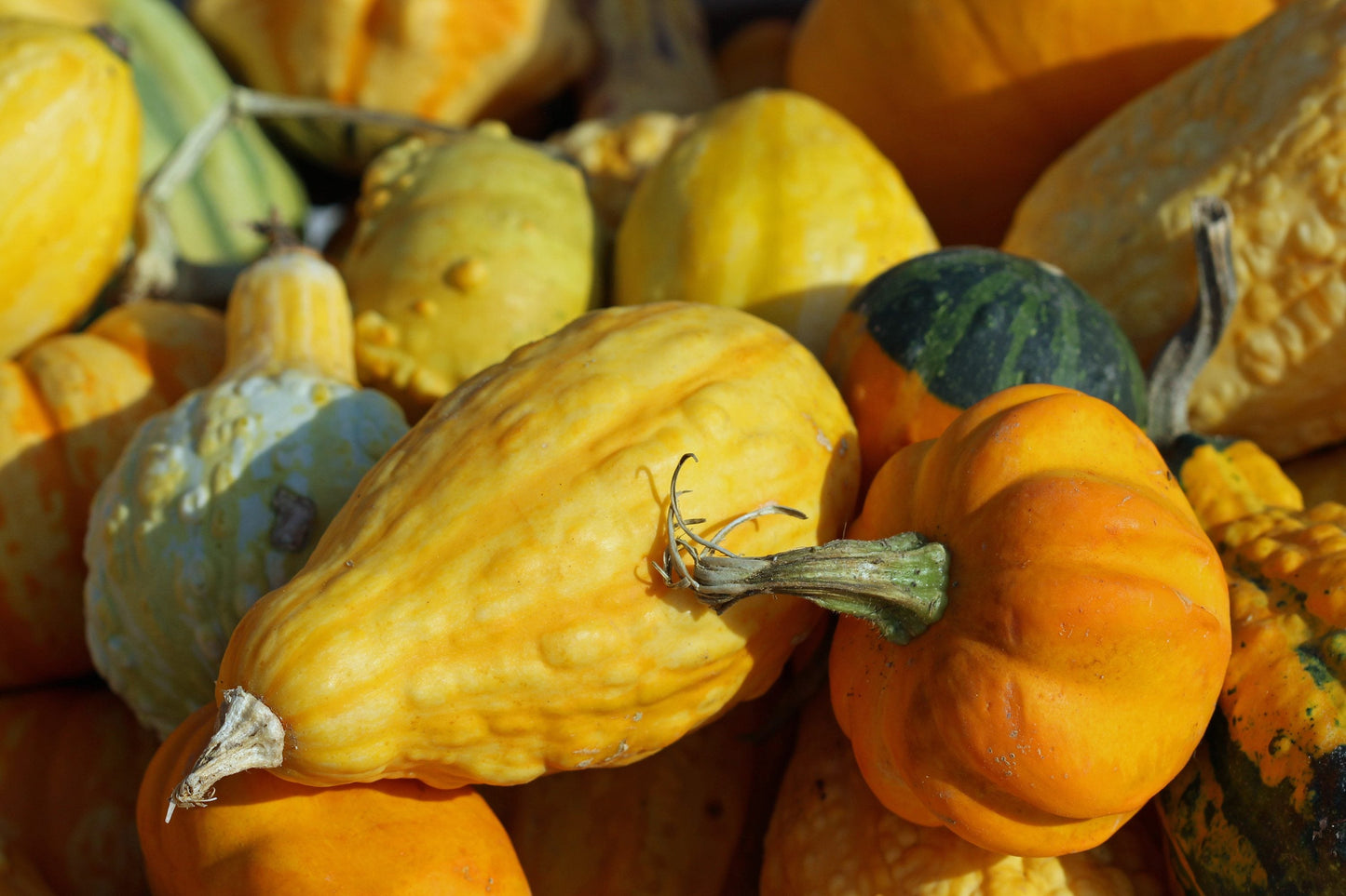 Gourds in the sunlight