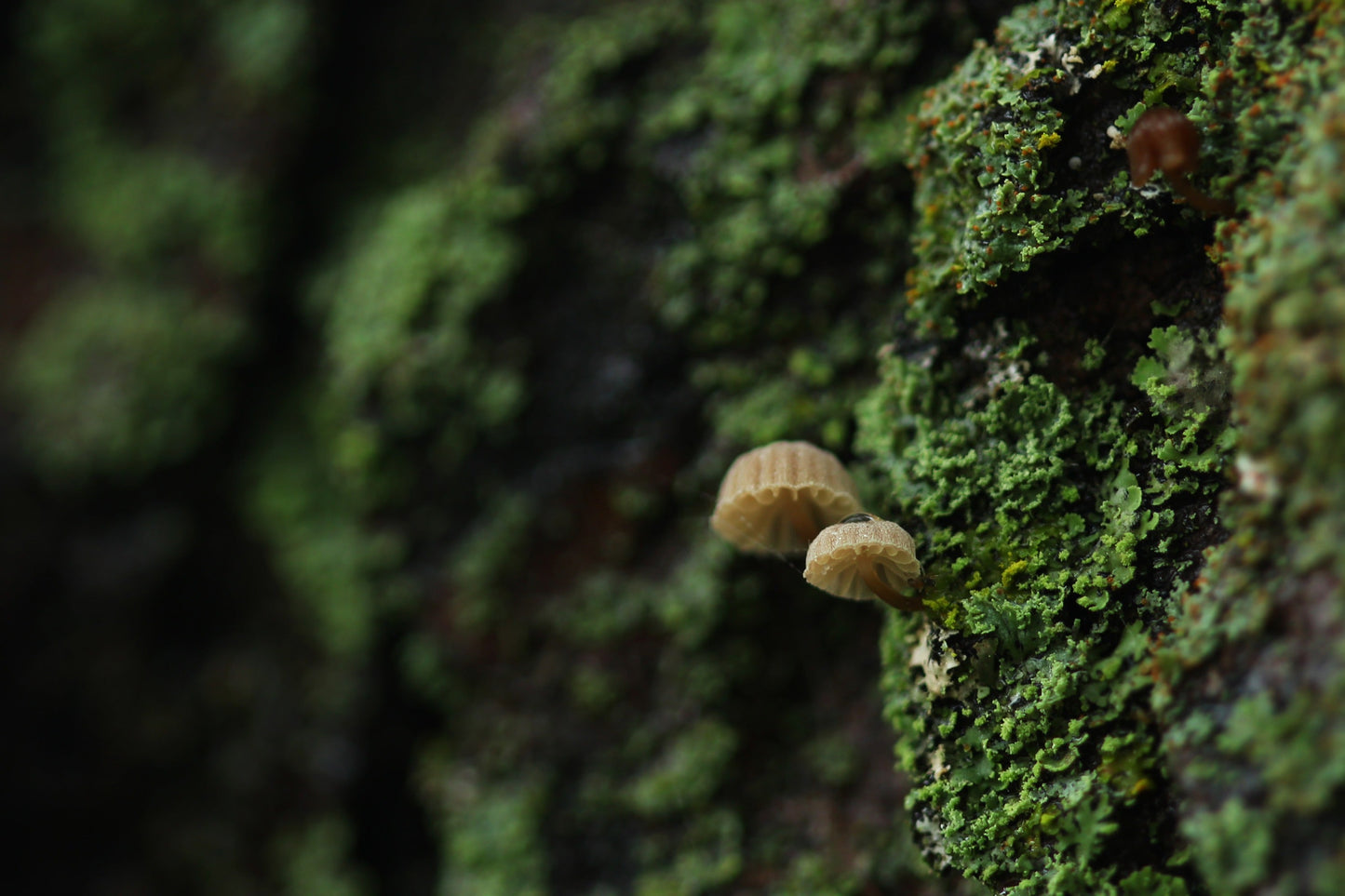 Tiny mushrooms