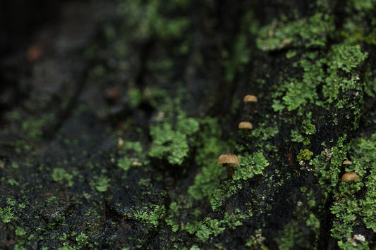 Umbrella mushrooms