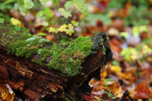 Moss covered log in autumn