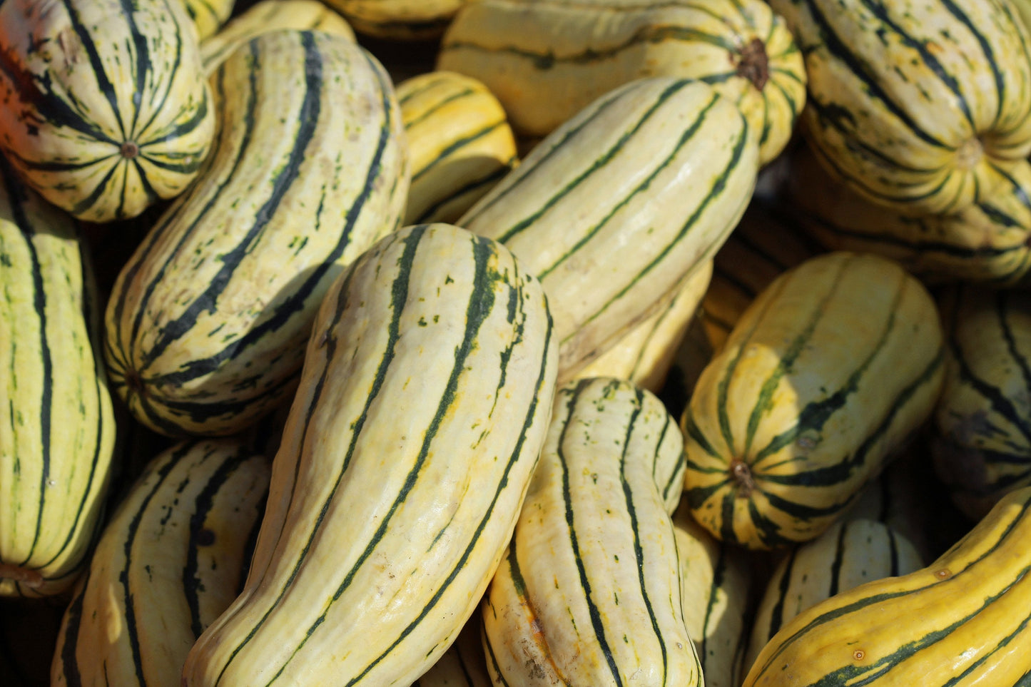 Delicata squash