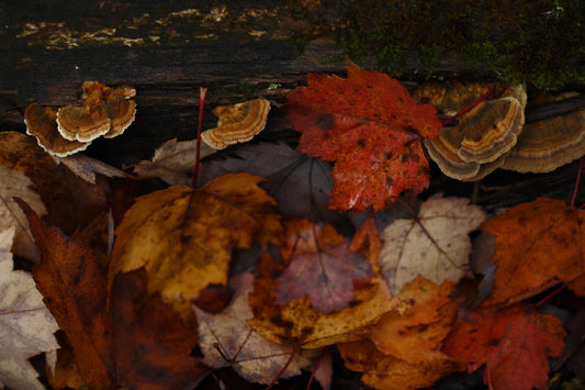 Bracket fungus amongst the maples