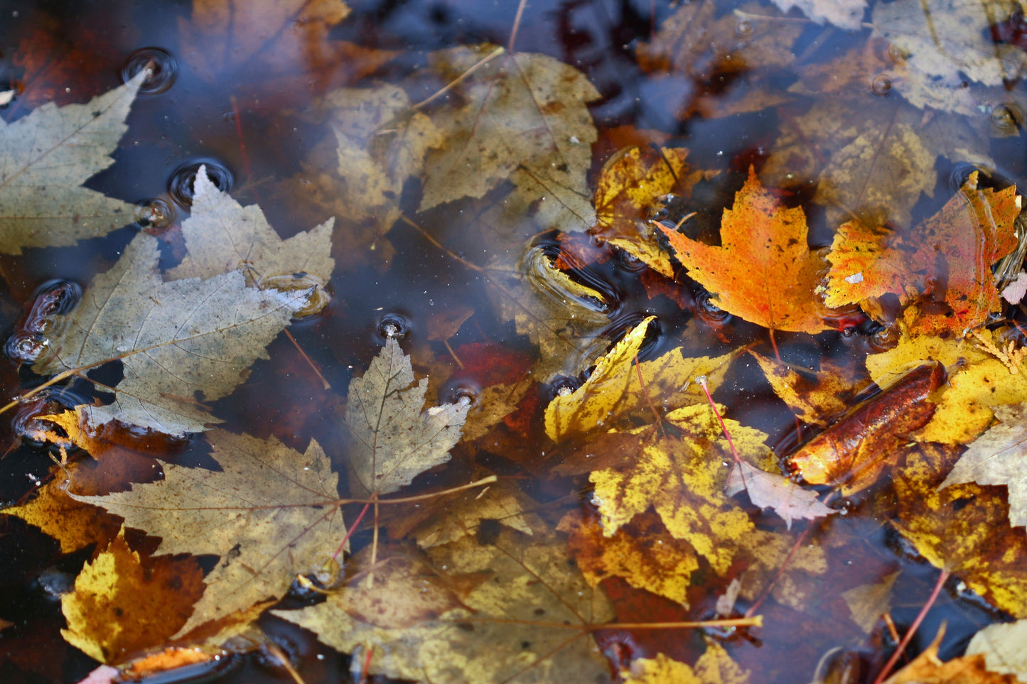 Maple puddle