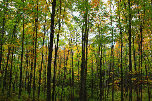 Chequamegon forest in green