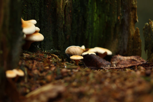 Mushroom trunk