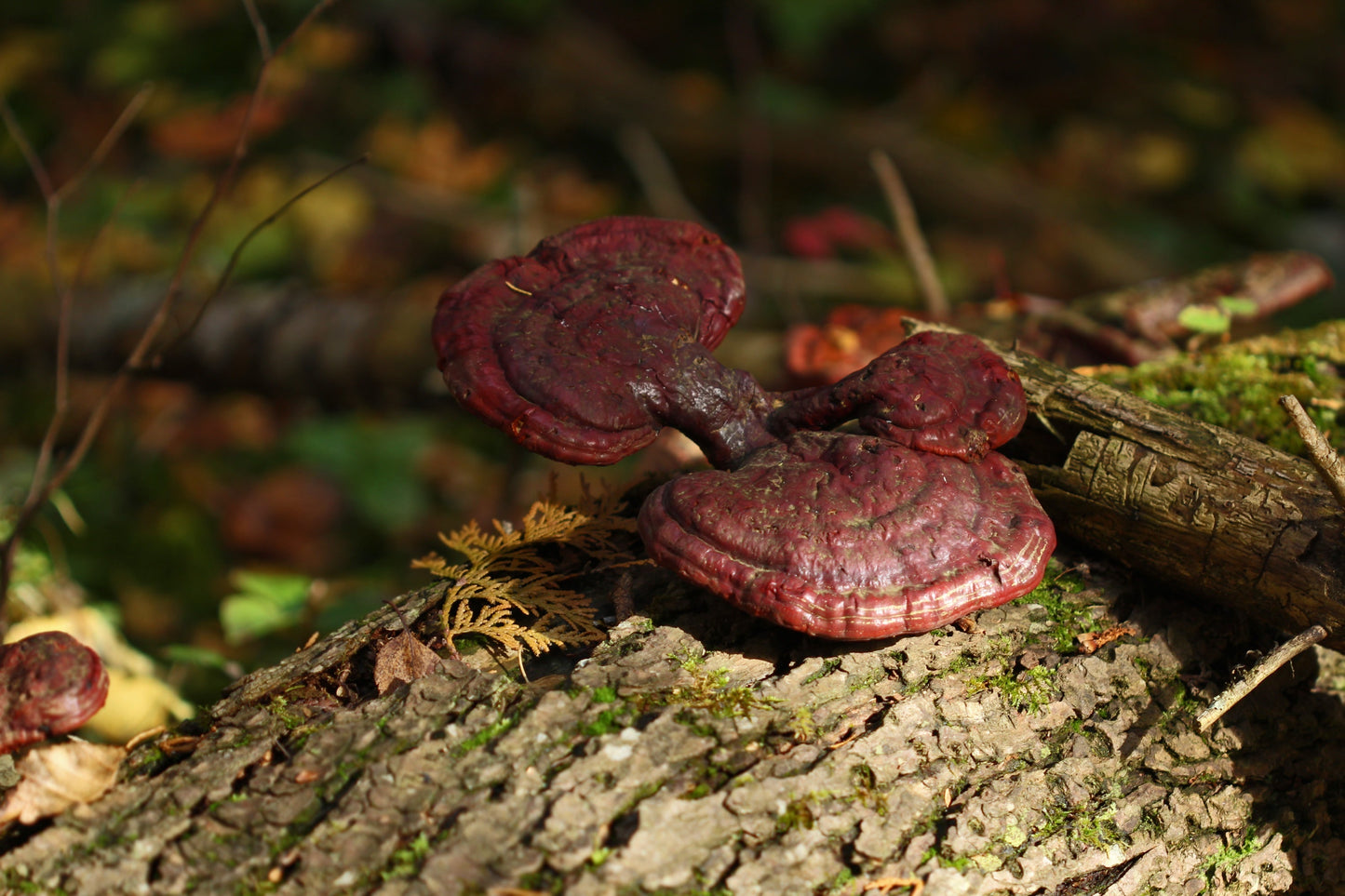 Reishi Mushroom log