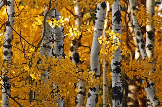 Aspens in Autumn South Dakota