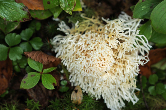 Crown-tipped coral in the woods