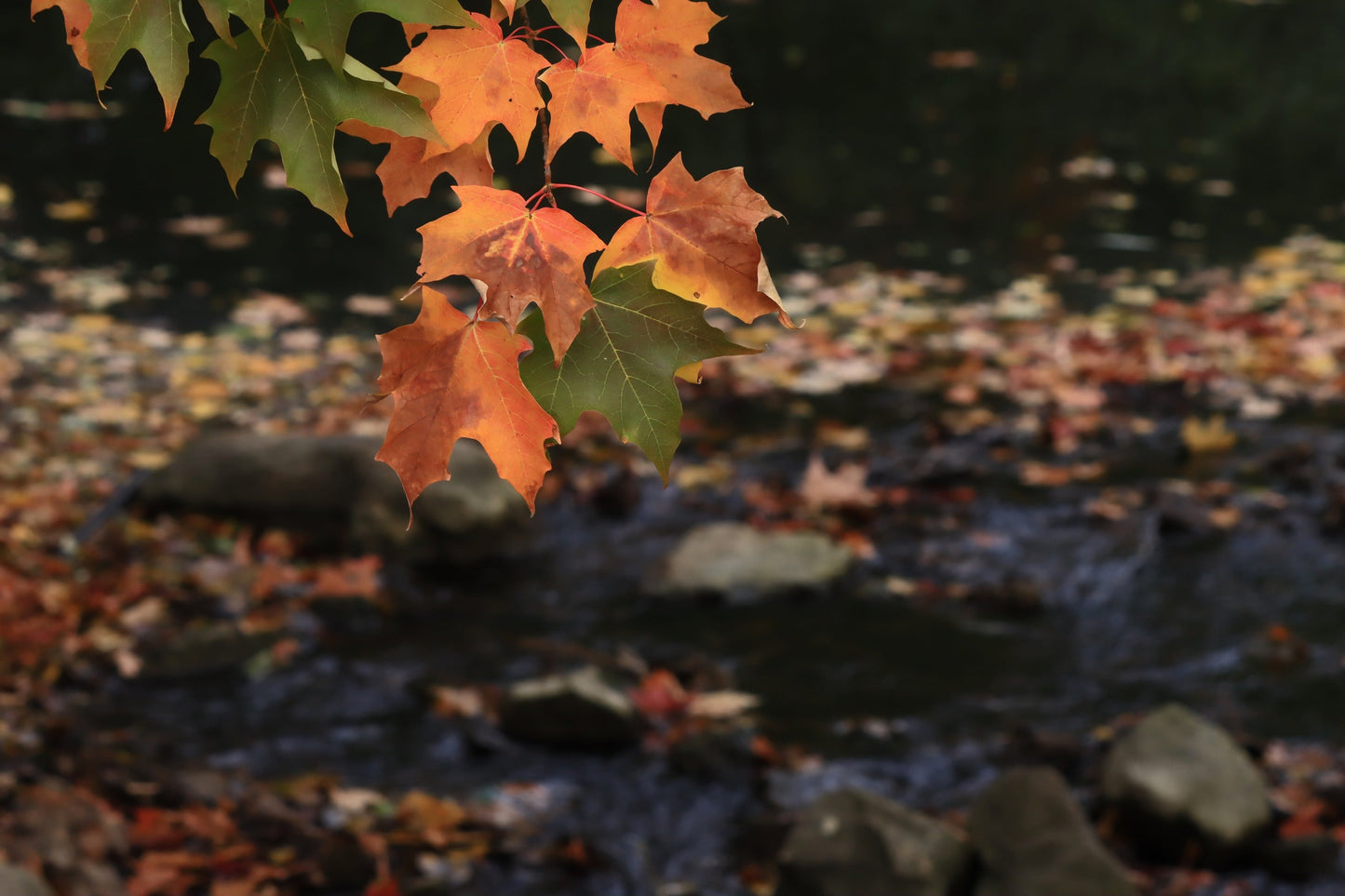 Maple over water