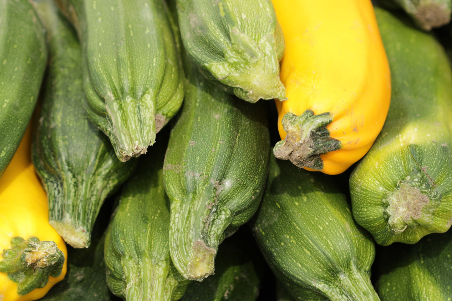 Zucchini's for sale